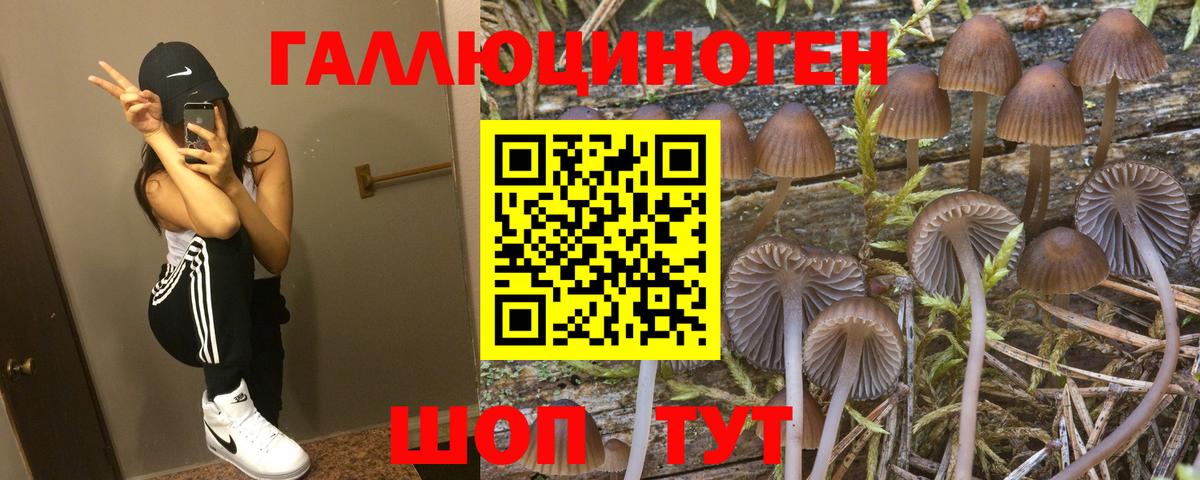 где продают наркотики  Вход с VPN  Феодосия  Псилоцибиновые грибы GOLDEN TEACHER 